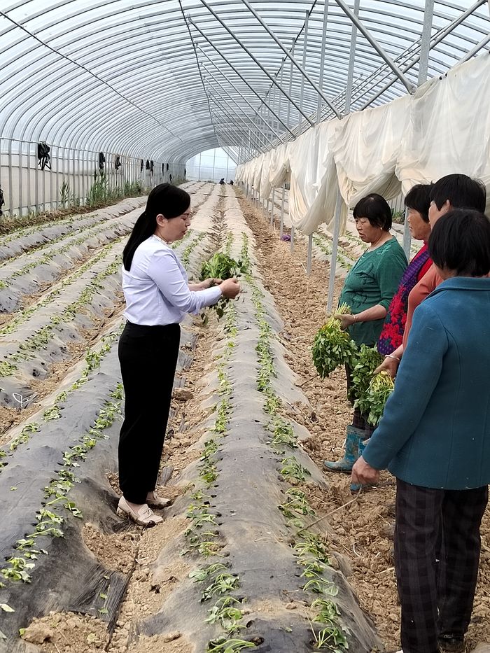 刘惠贞与村民分享种植蜜薯的技巧。受访者供图
